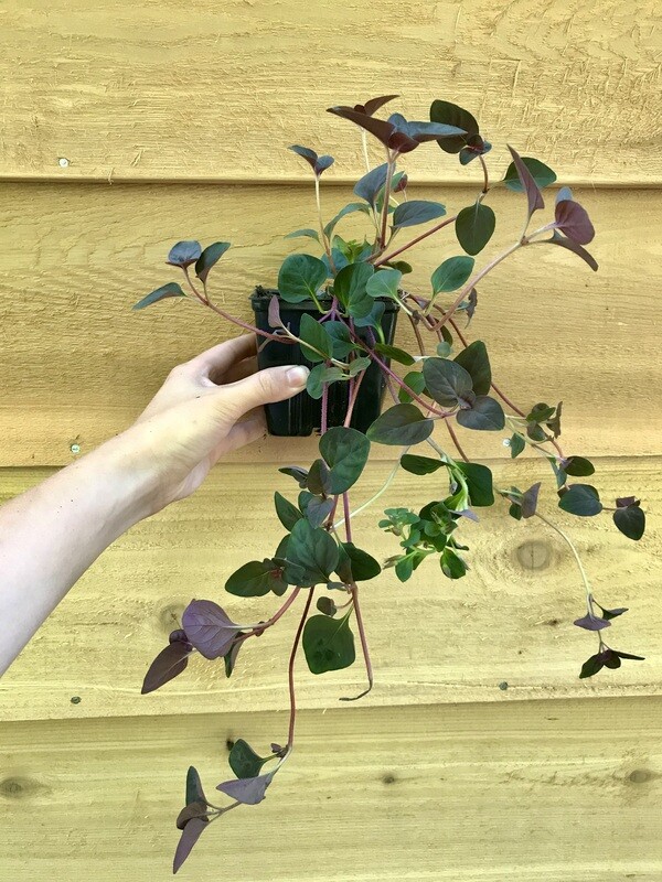 Creeping Jenny, Lysimachia c. &#39;Persian Chocolate&#39; 3.5&quot;