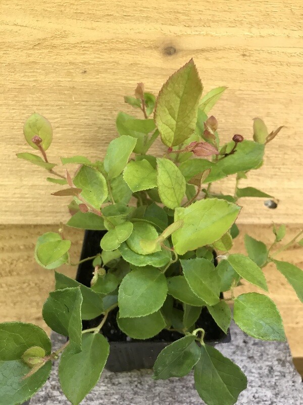 Salal, Gaultheria shallon 4&quot;