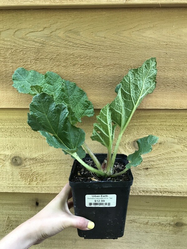 Gunnera tinctoria 4.5&quot;