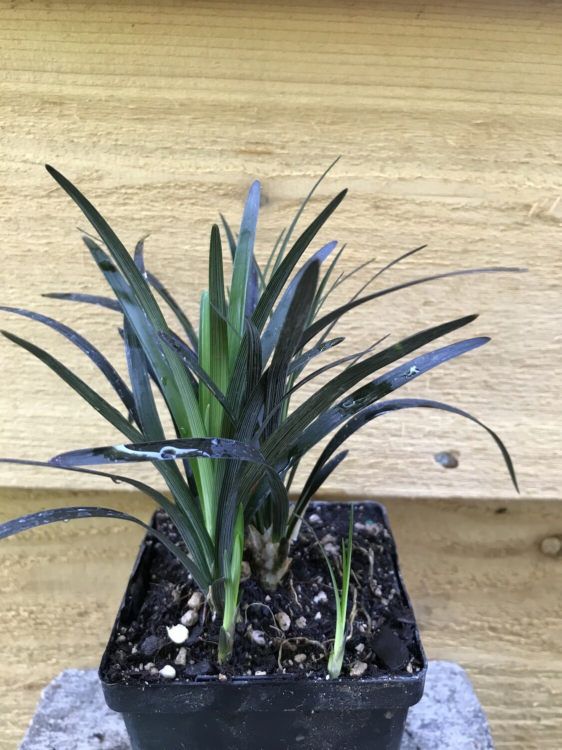 Grass - Mondo, Ophiopogon planiscapus &#39;Nigrescens&#39; 4&quot;