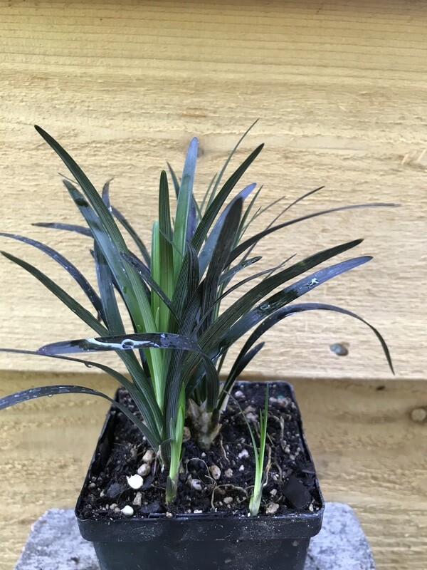 Grass - Mondo, Ophiopogon planiscapus &#39;Nigrescens&#39; 4&quot;