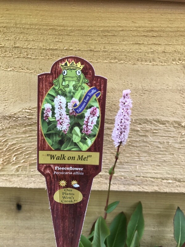 Fleeceflower, Persicaria affinis 3.5&quot;