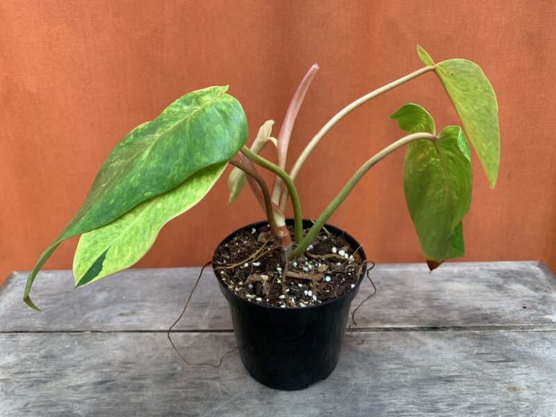 Philodendron &#39;Painted Lady&#39; 4&quot;