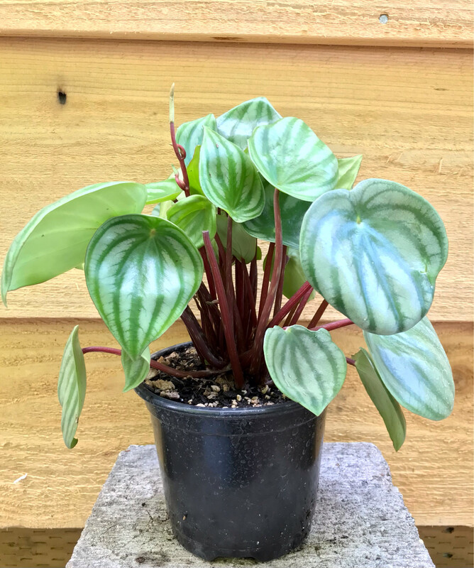 Peperomia, Peperomia argyreia &#39;Watermelon&#39; 4&quot;