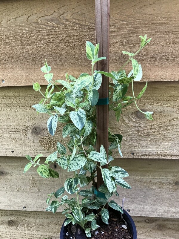 Honeysuckle, Lonicera japonica &#39;Mint Crisp&#39; 1gal