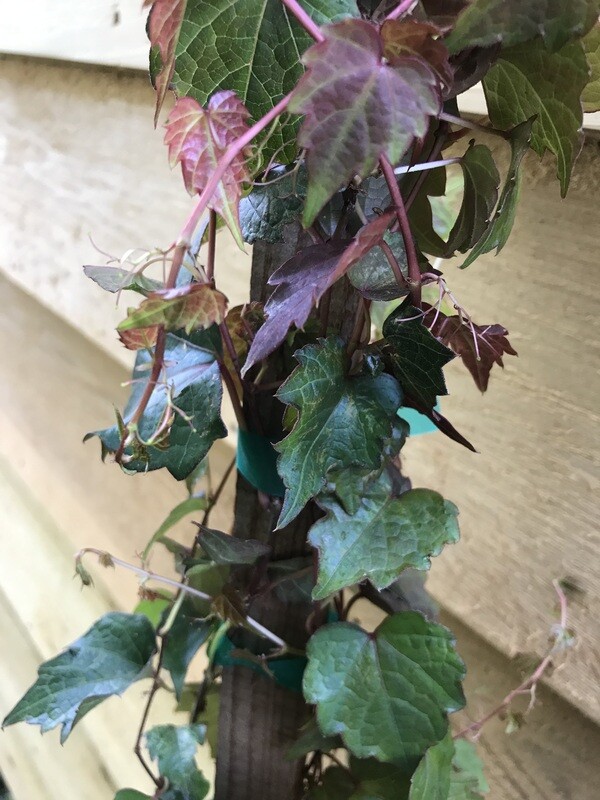 Boston Ivy, Parthenocissus tricuspidata 1gal