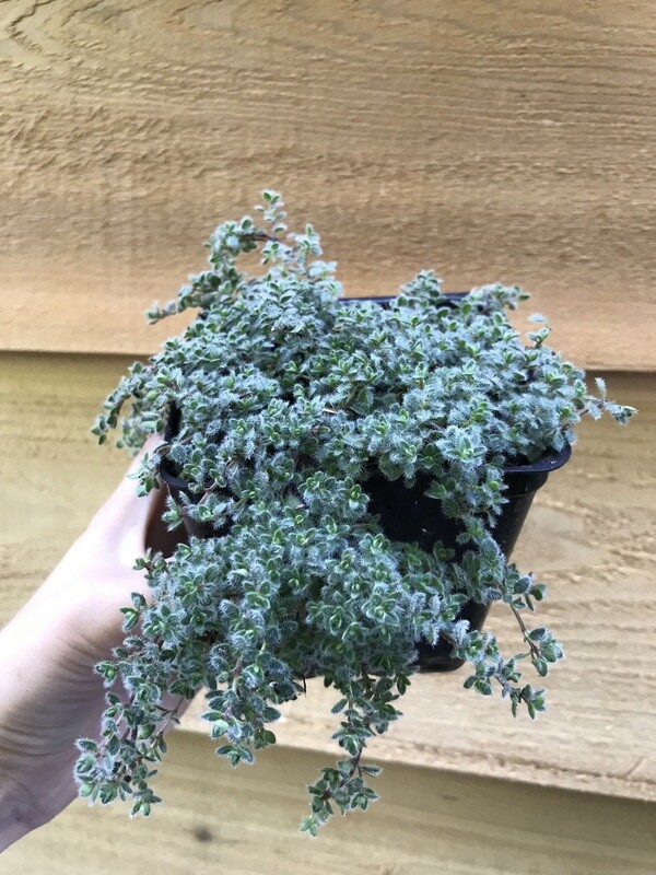 Thyme - Woolly,  Thymus pseudolanuginosus 3.5&quot;