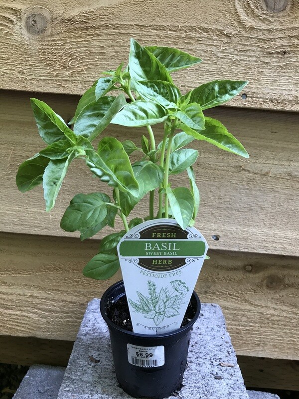 Basil &#39;Sweet Basil&#39; 4&quot;