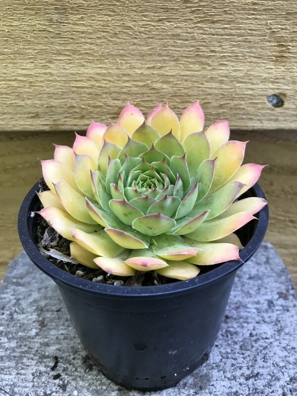 Hens &amp; Chicks, Sempervivum &#39;Chick Charms Gold Nugget&#39; 4&quot;