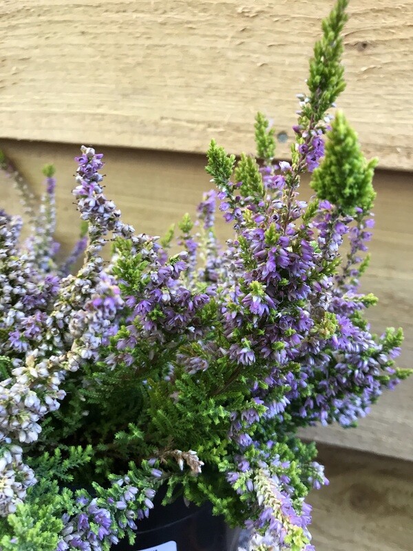 Heather, Calluna vulgaris &#39;Winter Chocolate&#39; 1gal