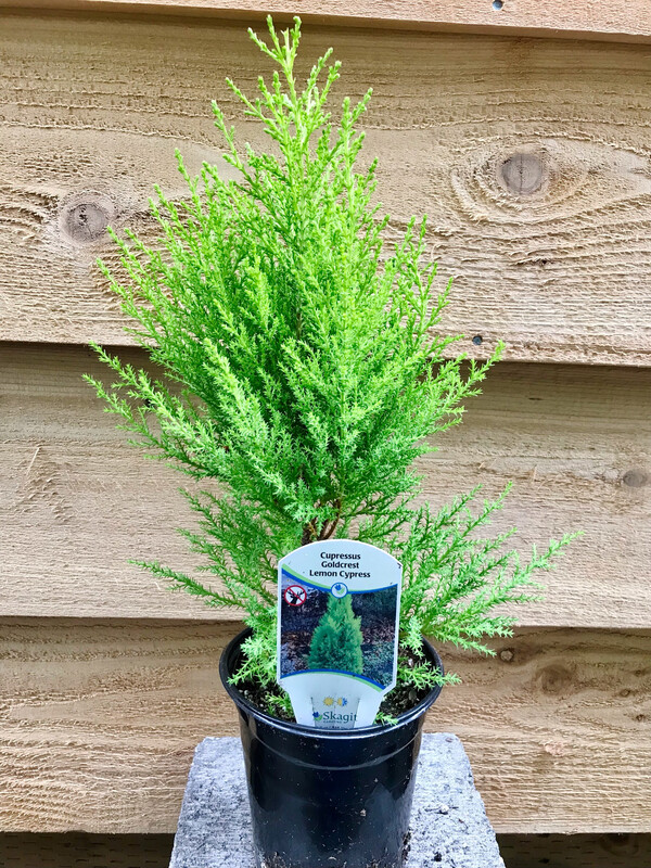 Lemon Cypress, Cupressus &#39;Wilma Goldcrest&#39; Qt
