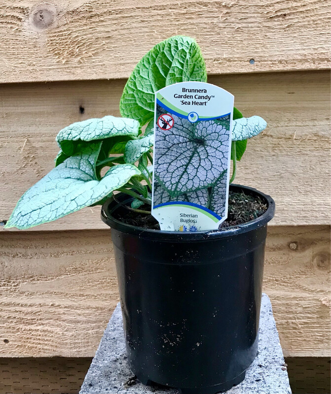 Brunnera &#39;Sea Heart&#39; 1gal