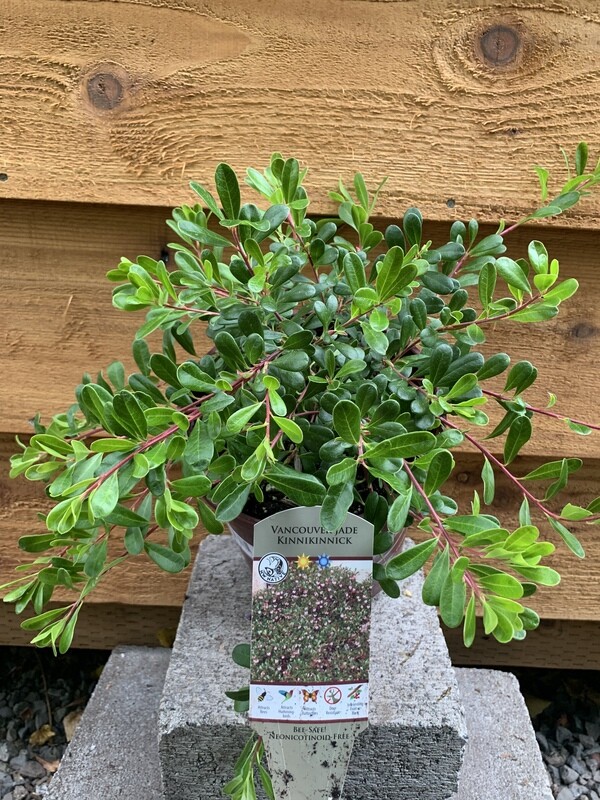 Kinnickinick, Arctostaphylos u.u. &#39;Vancouver Jade&#39; 1gal