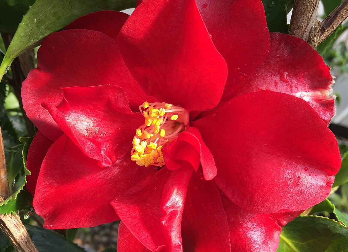 Camellia japonica &#39;Black Magic&#39; 1gal