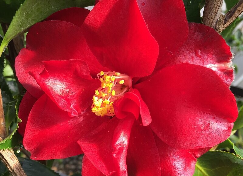Camellia japonica &#39;Black Magic&#39; 1gal