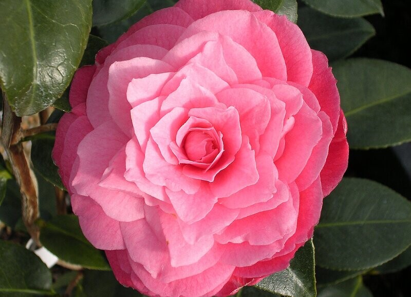 Camellia &#39;April Kiss&#39; 1gal