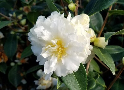 Camellias