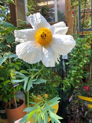 Cut Flowers