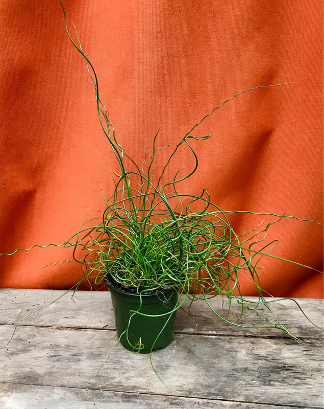 Juncus Spiralis, Juncus effusus spiralis 4&quot;