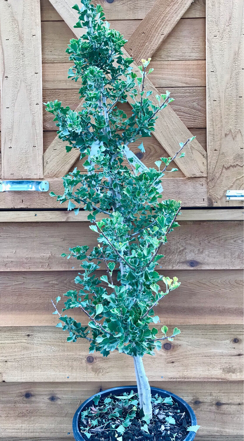 Ginkgo biloba &#39;Folkert&#39;s Select&#39; 6gal