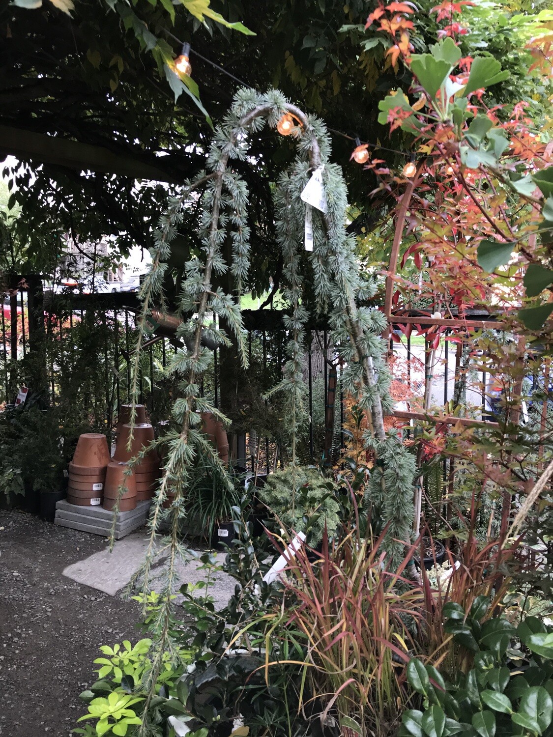 Weeping Blue Atlas Cedar, Cedrus atlantica &#39;Glauca Pendula&#39; 6gal