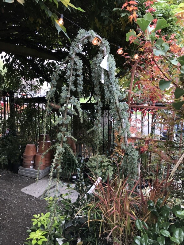 Weeping Blue Atlas Cedar, Cedrus atlantica &#39;Glauca Pendula&#39; 6gal