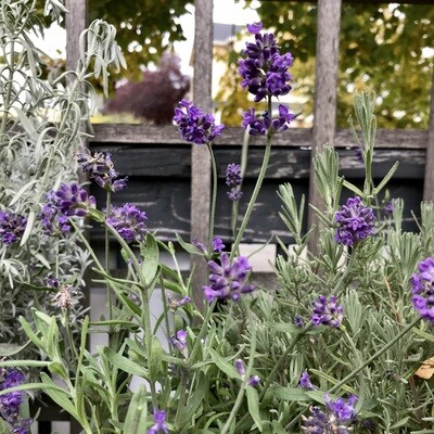 Herbs