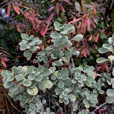 Medicinal Herbs