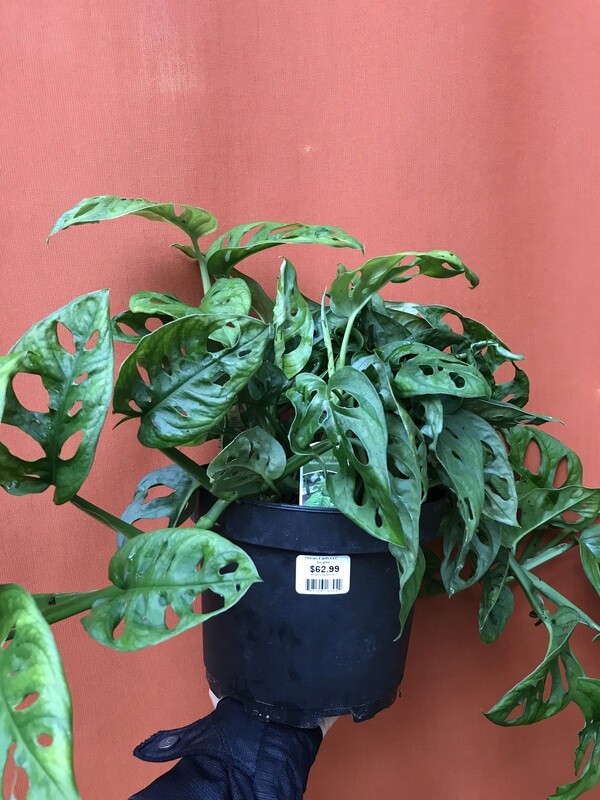 Swiss Cheese, Monstera adansonii 8&quot;