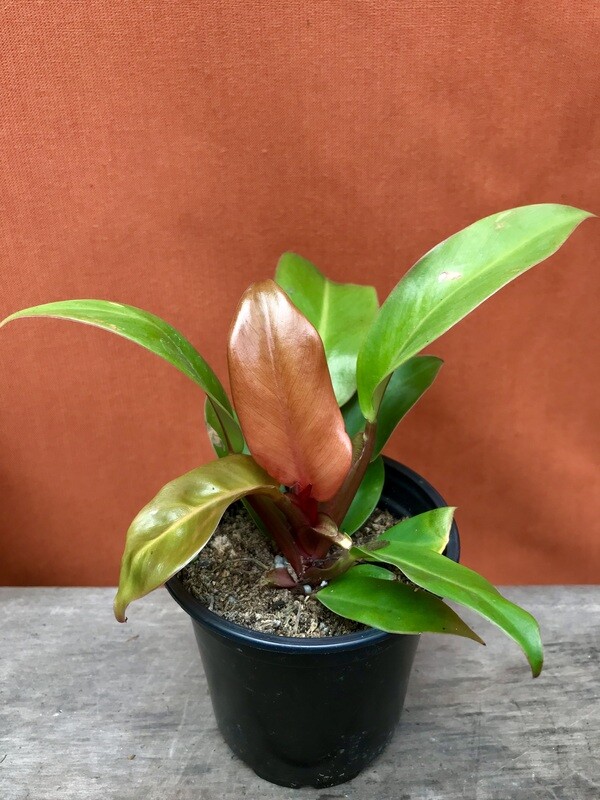 Philodendron &#39;Prince of Orange&#39; 4&quot;