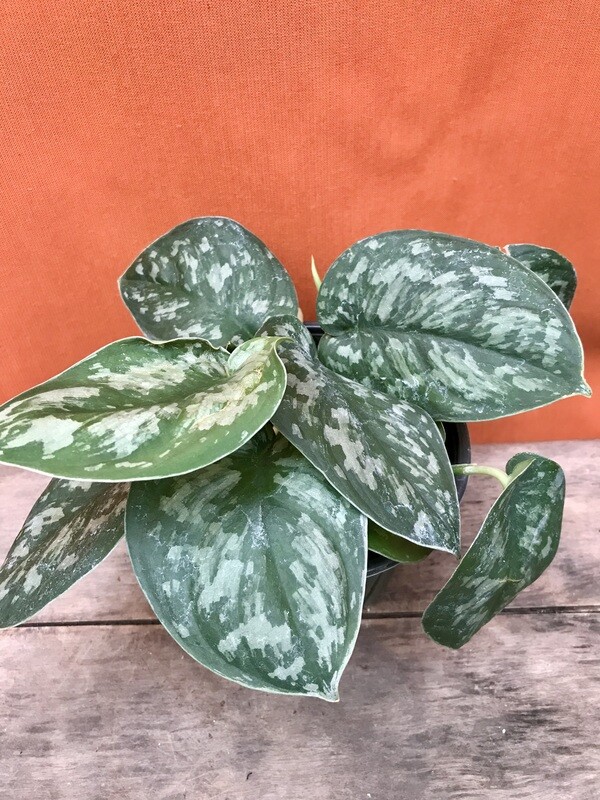 Pothos - Satin, Scindapsus pictus &#39;Exotica&#39; 4&quot;