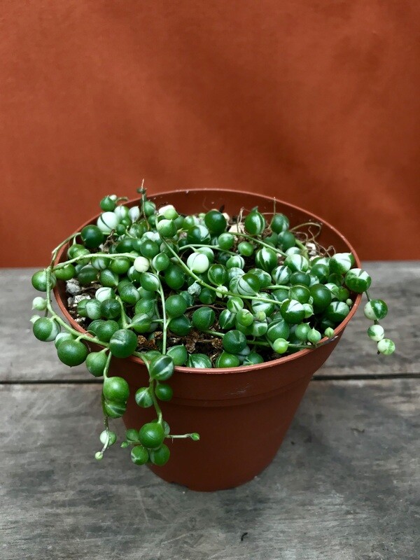 String of Pearls, Senecio rowleyanus variegata 4&quot;