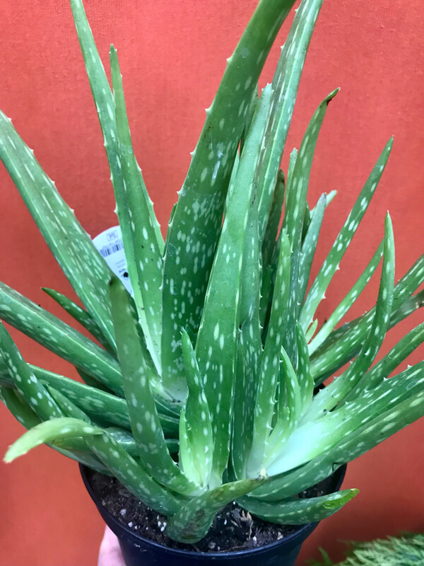 Aloe vera 6&quot;