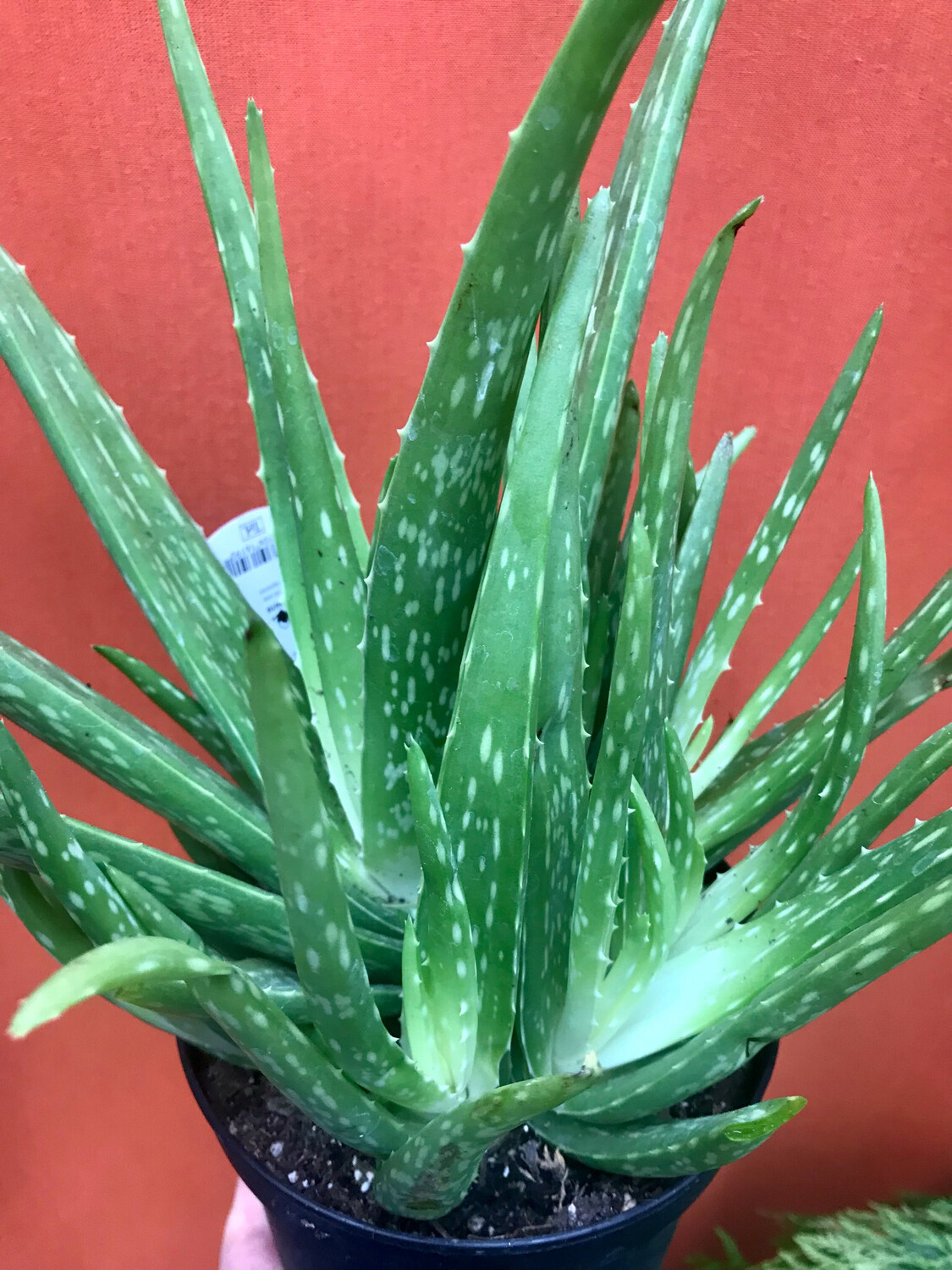 Aloe vera 6&quot;
