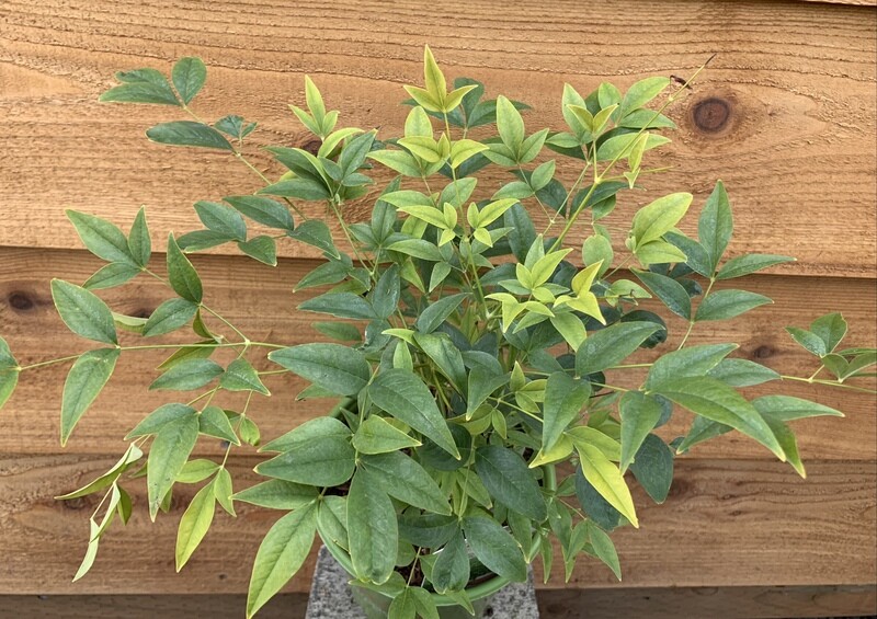 Heavenly Bamboo, Nandina domestica &#39;Lemon-Lime&#39; 1Gal