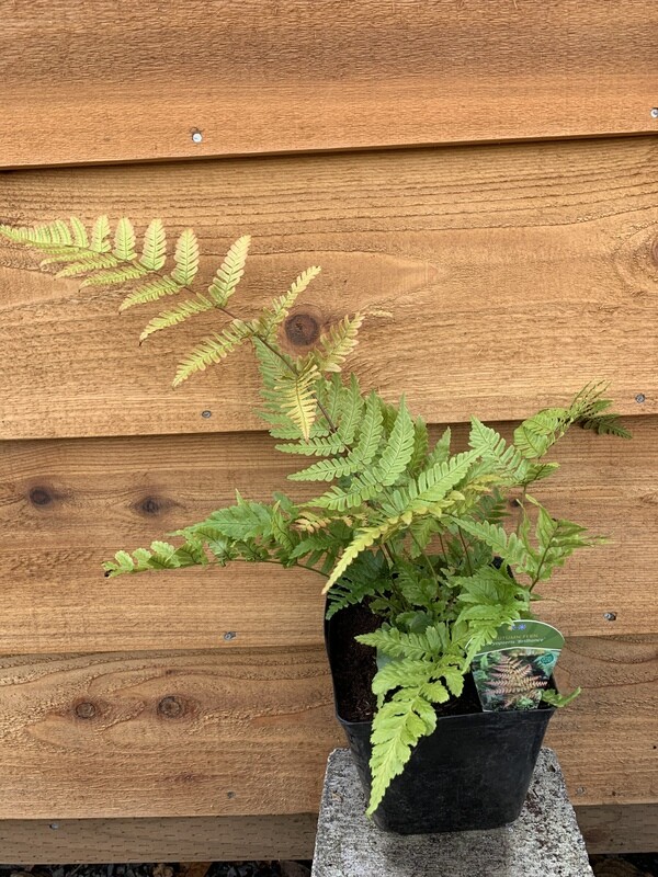 Fern - Autumn, Dryopteris erythrosora &#39;Brilliance&#39; 1gal