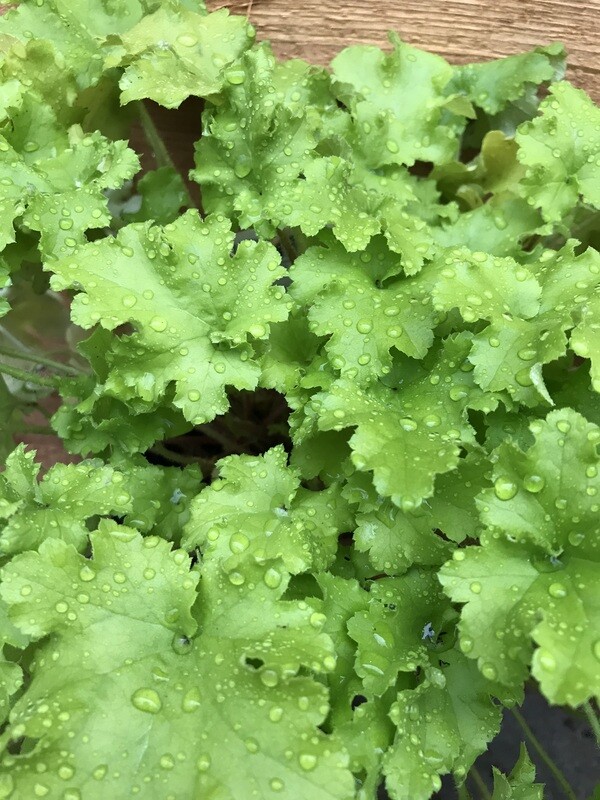 Heuchera &#39;Lime Marmalade&#39; 1gal