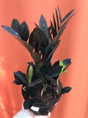 ZZ Plant, Zamioculcas zamiifolia &#39;Raven&#39; 6&quot;