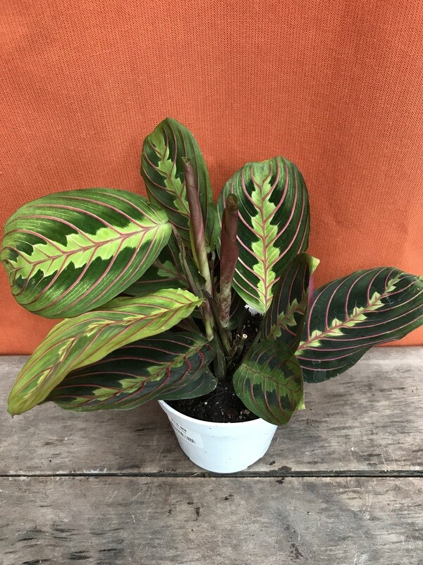 Prayer Plant Red, Maranta leuconeura 4&quot;