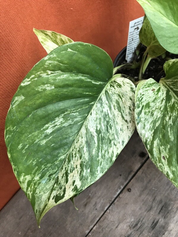 Pothos - Golden,  Epipremnum aur. &#39;Marble Queen&#39; 4&quot;