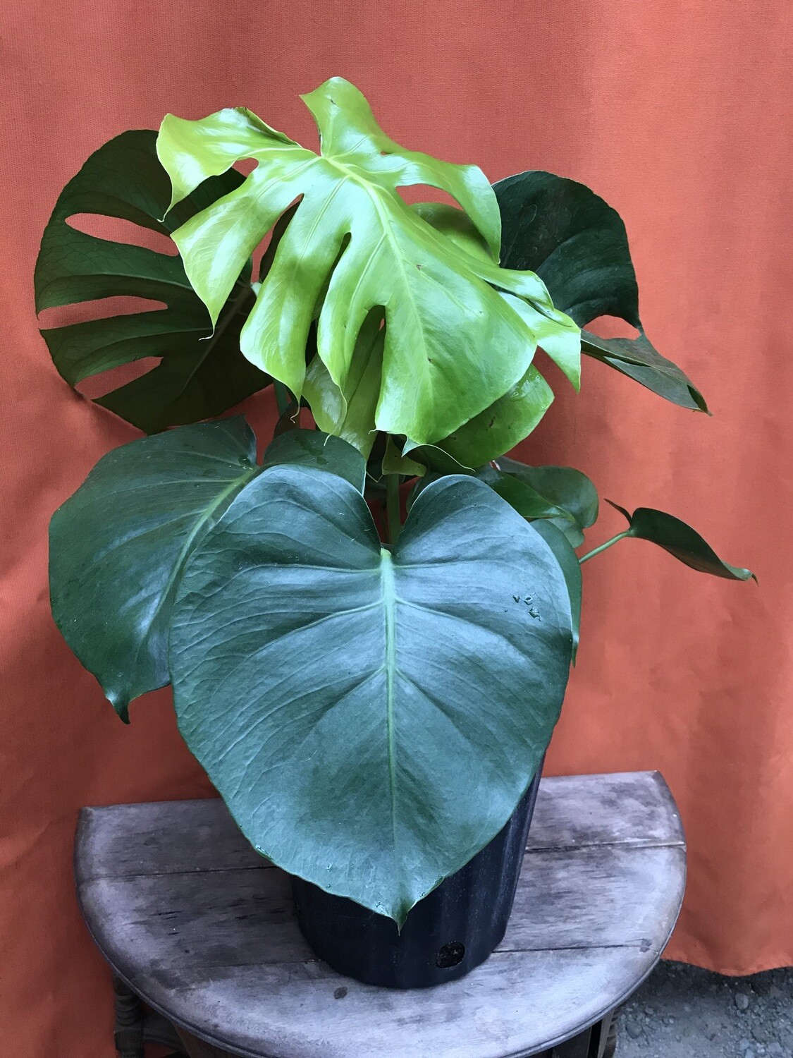 Monstera, Philodendron monstera deliciosa 8&quot;