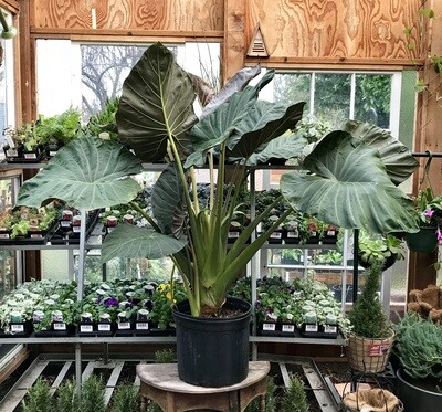 Large Plants