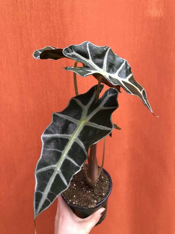Alocasia amazonica polly 4&quot;