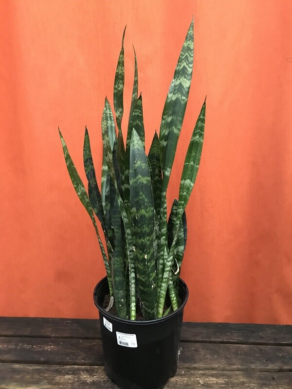 Snake Plant, Sansevieria tri. &#39;Black Coral&#39;  10&quot;