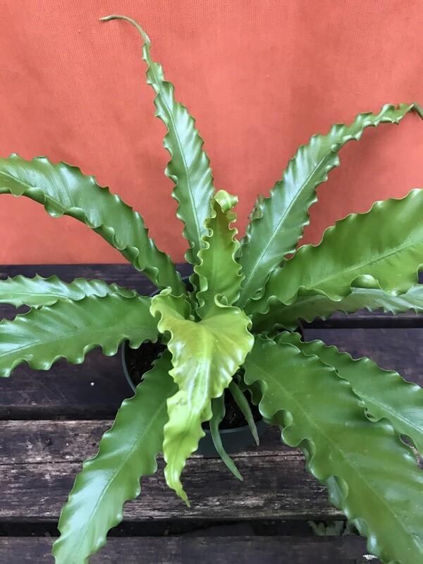 Fern - Birds Nest, Asplenium antique &#39;Victoria&#39; 6&quot;