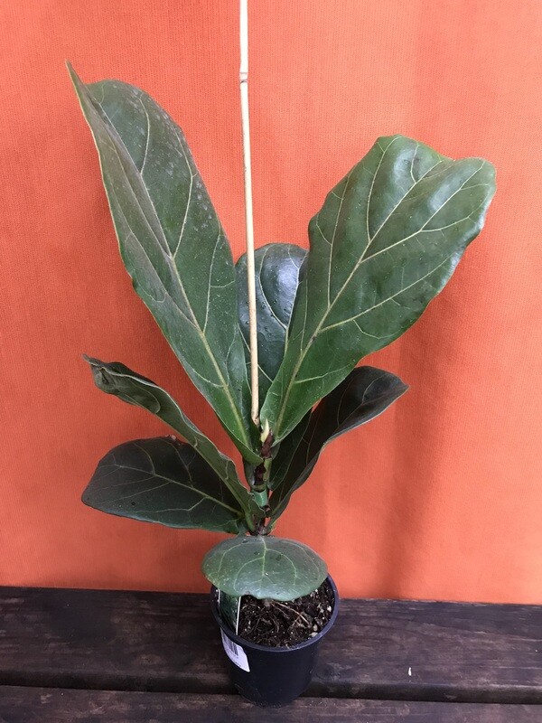Fiddle-Leaf Fig, Ficus lyrata 4&quot;
