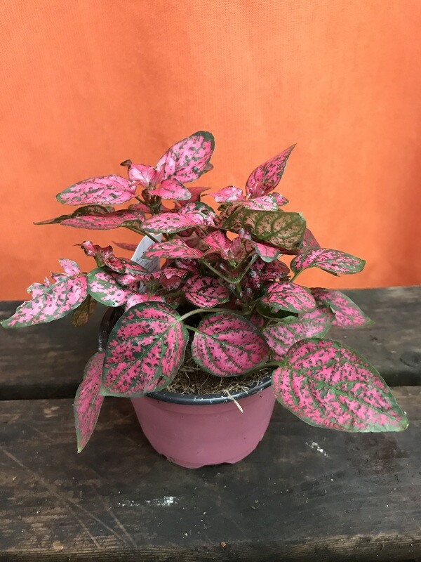 Polka Dot Plant, Hypoestes assorted 4&quot;