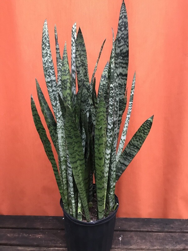 Snake Plant, Sansevieria zeylanica 10&quot;
