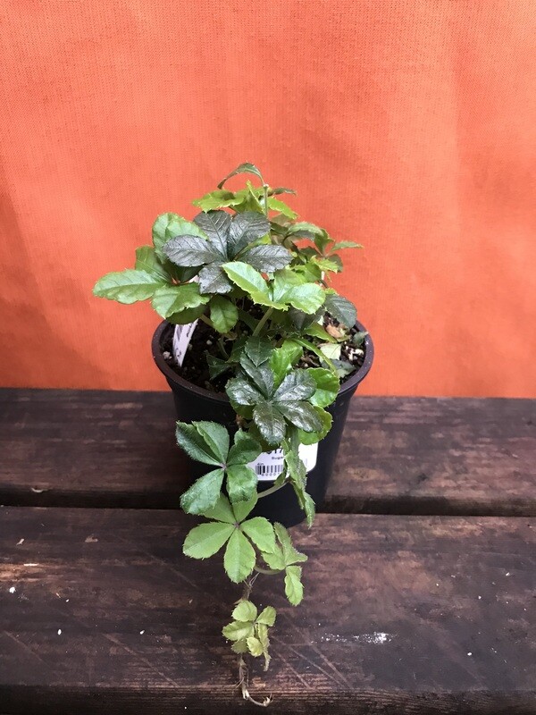 Sugarvine, Parthenocissus striata 4&quot;