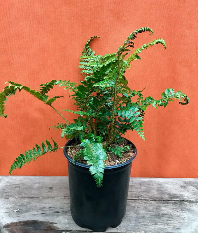 Fern - Tassel, Polystichum polyblepharum 1gal
